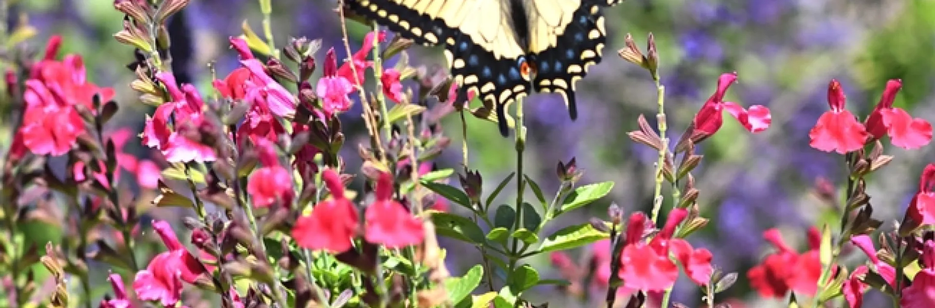 An anise swallowtail, Papilio zelicaon, sets the scene in the Kate Frey Pollinator Garden at Sonoma Cornerstone. (Photo by Kathy Keatley Garvey)