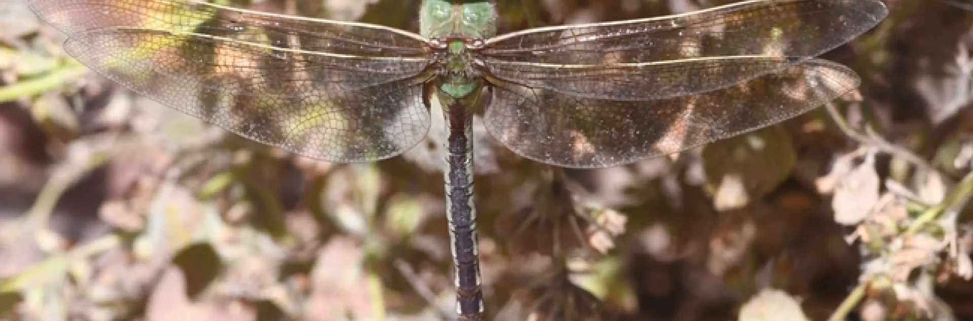 Green darner dragonfly, Anax junius, in Benicia State Historical Park. (Photo by Kathy Keatley Garvey)