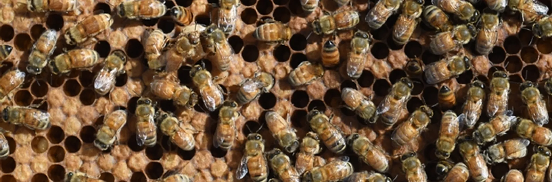 Honey bees, the most important pollinators, also produce honey. This image was taken at the Harry H. Laidlaw Jr. Honey Bee Research Facility at UC Davis. (Photo by Kathy Keatley Garvey)
