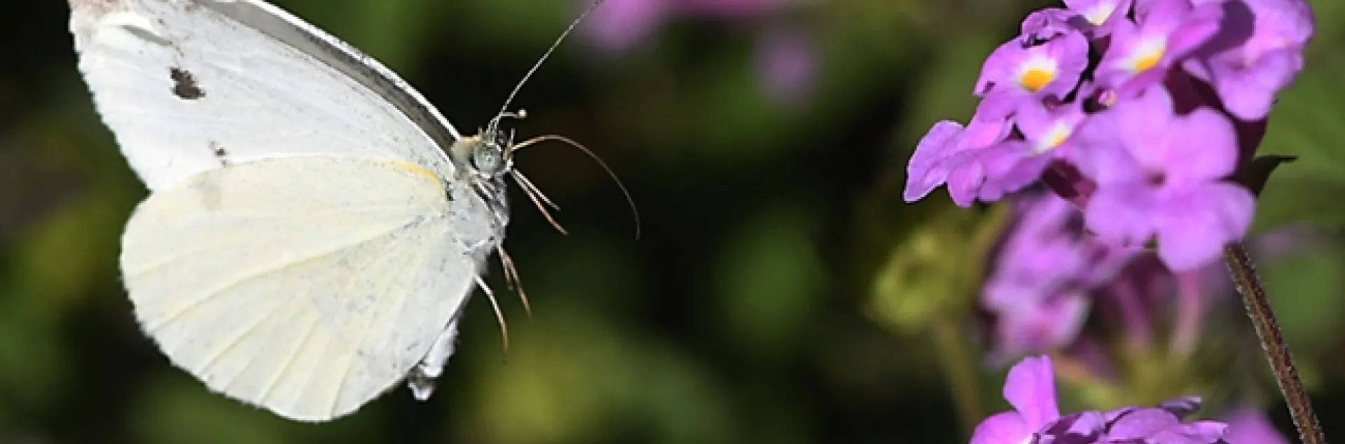 A cabbage white butterlfy, Pieris rapae, heads for lantana in a Vacaville garden. (Photo by Kathy Keatley Garvey)