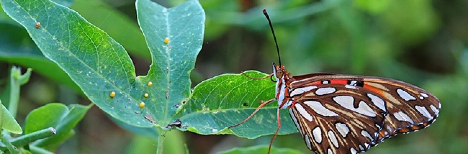 A Gulf Fritillary laying eggs on her host plant, passionflower vine. Note the eggs (yellow dots) on the left. (Photo by Kathy Keatley Garvey)