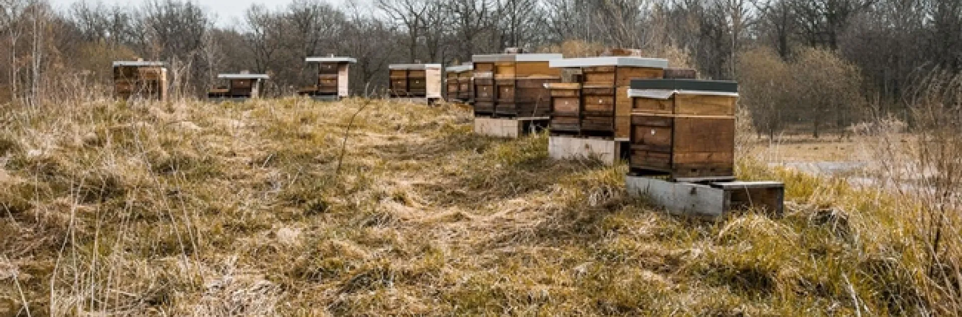 bee hives in field