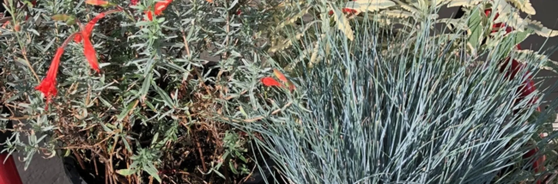 photo by Trisha Rose