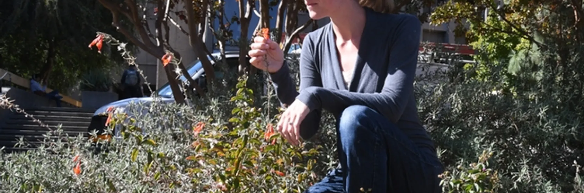 Community ecologist Rachel Vannette, recipient of a Hellman Fellowship grant for her research on pollinator microbiomes, examines a California fucshia, Epilobium canum, outside Briggs Hall. (Photo by Kathy Keatley Garvey)