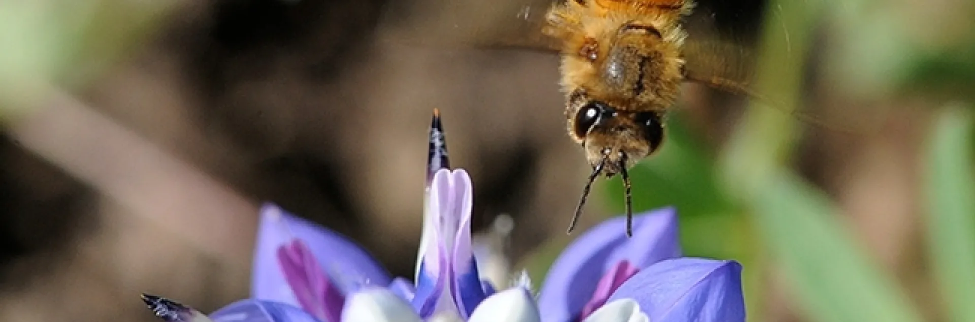 A honey bee heads for a lupine blossom. Nectar-living microbes release scents or volatile compounds, too, and can influence a pollinator’s foraging preference, according to UC Davis community ecologist Rachel Vannette, recipient of a Hellman Fellowship. (Photo by Kathy Keatley Garvey)