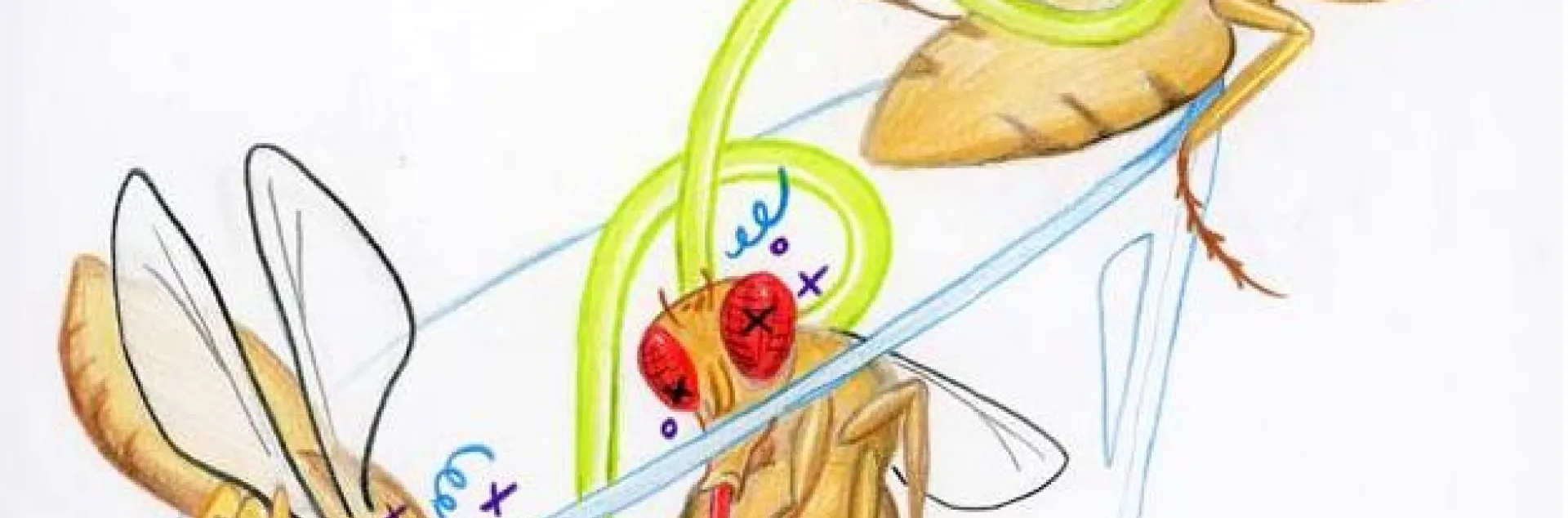 UC Merced assistant professor Fred Wolf uses this graphic to illustrate his research.