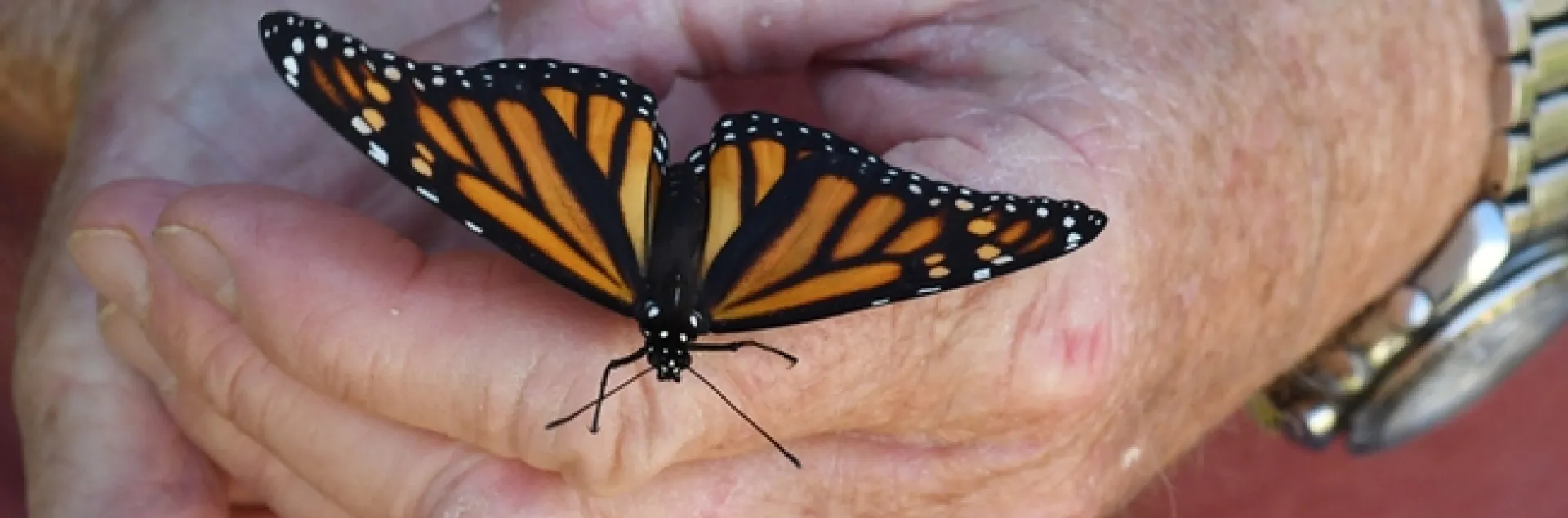 A newly eclosed monarch, ready to take flight. This image was taken on Sept. 24, 2018 in Vacaville, Calif. (Photo by Kathy Keatley Garvey)