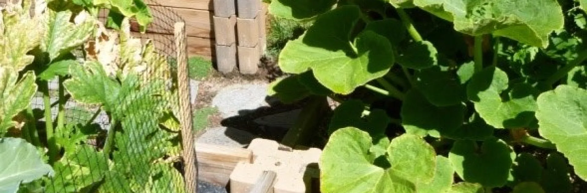 raised garden bed of cruciferous leafy green vegetables