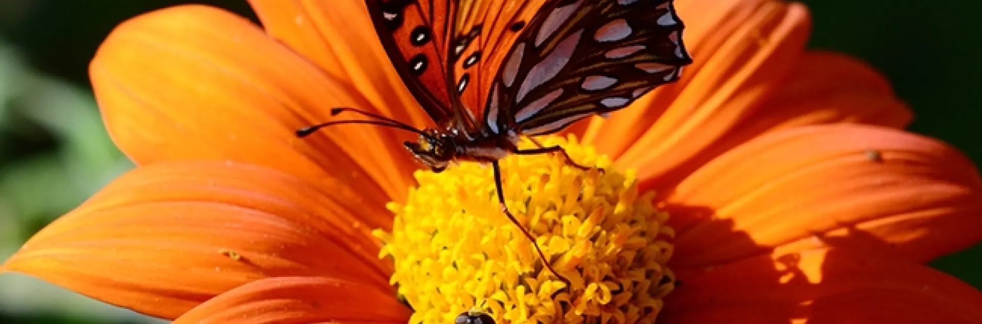 The syrphid fly tries to seek some nectar, but the Gulf Fritillary proclaims "This Mexican sunflower is occupied." (Photo by Kathy Keatley Garvey)