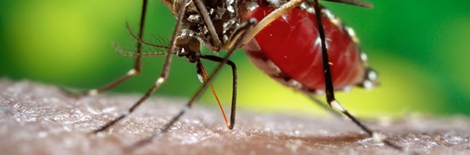 This mosquito, Aedes aegypti (infected mosqutoes can transmit such diseases as dengue and the Zika virus) will be the focus of Lark Coffey's seminar at 4:10 p.m., Wednesday, Nov. 7 in 122 Briggs Hall, UC Davis. (Photo by James Gathany, Centers for Disease Control)