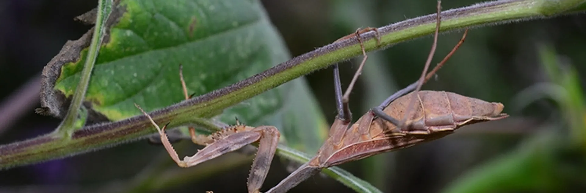 Henrietta, a Stagmomantis limbata, hanging out in a patch of Mexican sunflowers. (Photo by Kathy Keatley Garvey)