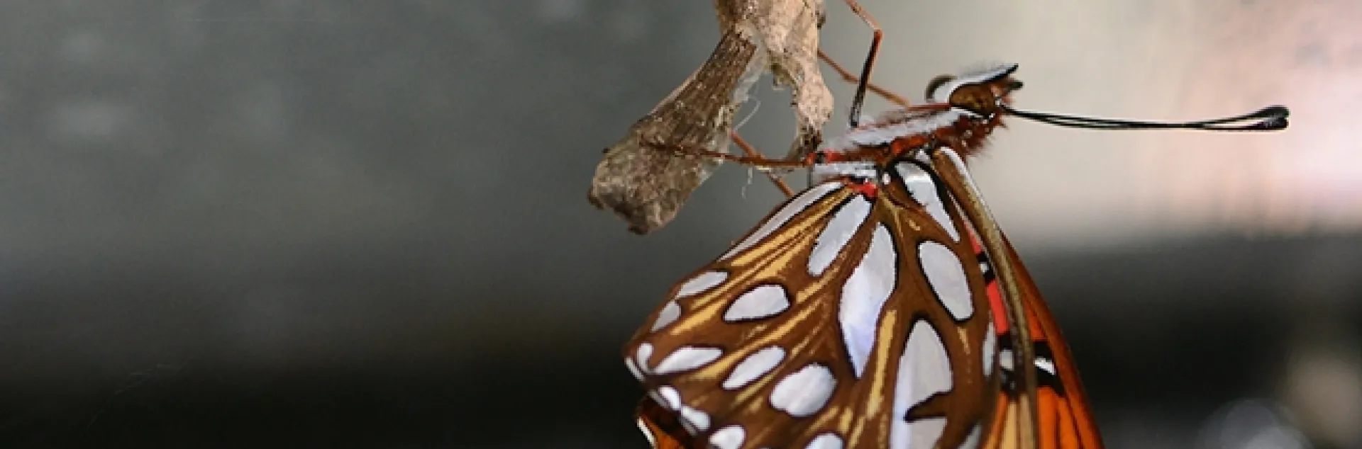 A newly eclosed Gulf Fritillary. (Photo by Kathy Keatley Garvey)