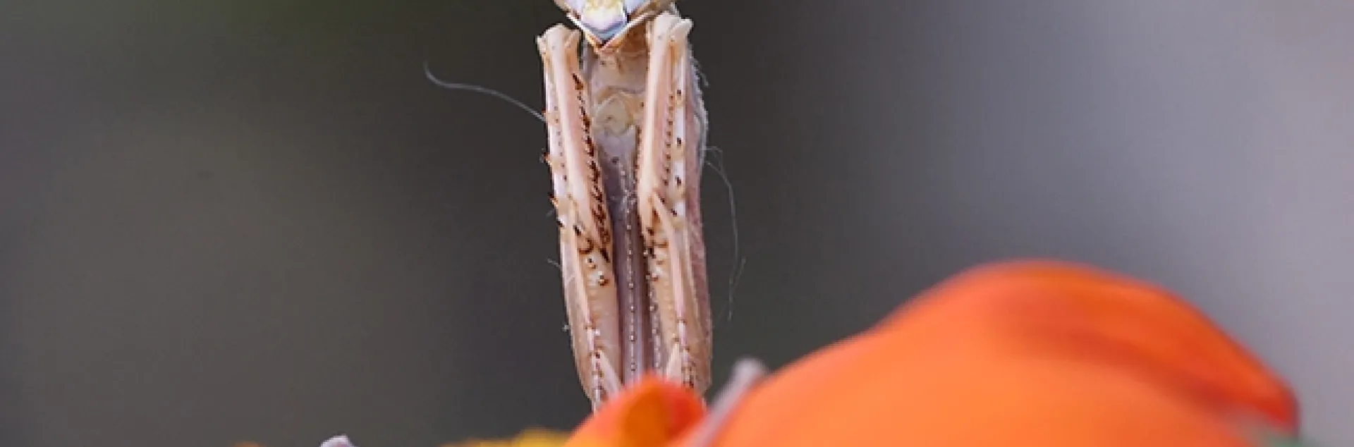 Henrietta, our Stagmomantis limbata praying mantis, lies in wait on a Mexican sunflower (Tithonia.) (Photo by Kathy Keatley Garvey)