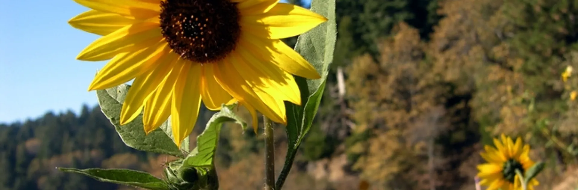 Wild sunflowers along Highway 18 near Skyforest, CA.
