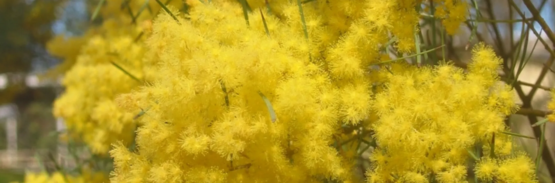 Acacia boormanii