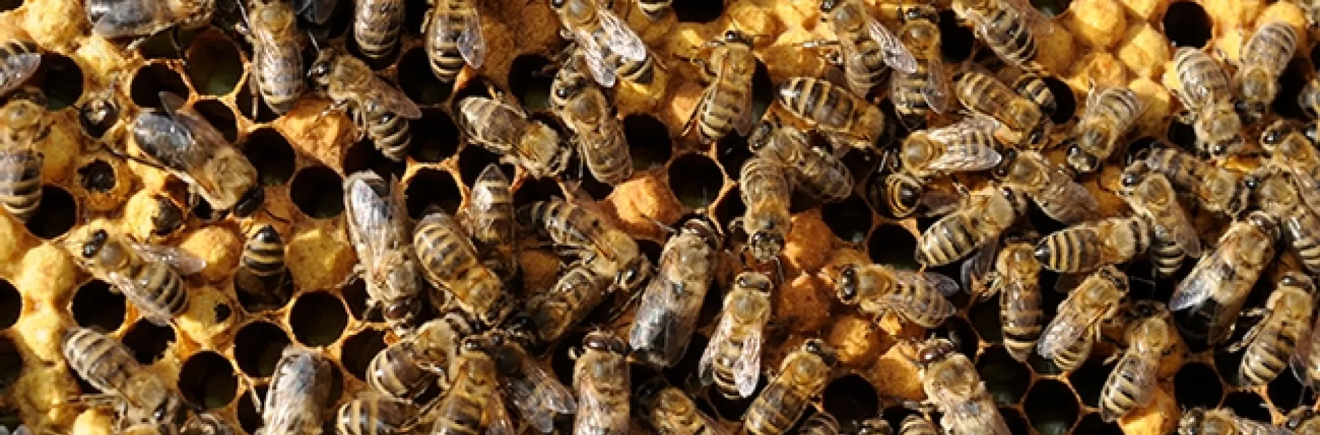 What's going on in the hive? World-renowned honey bee geneticist Robert Eugene “Rob” Page Jr., the 2018 recipient of the Thomas and Nina Leigh Distinguished Alumni Award, UC Davis Department of Entomology and Nematology, will speak on "In Search of the Spirit of the Hive: a 30-Year Quest"--at 4 p.m., Thursday, Nov. 29 in the International House, 10 College Park, Davis. (Photo by Kathy Keatley Garvey)