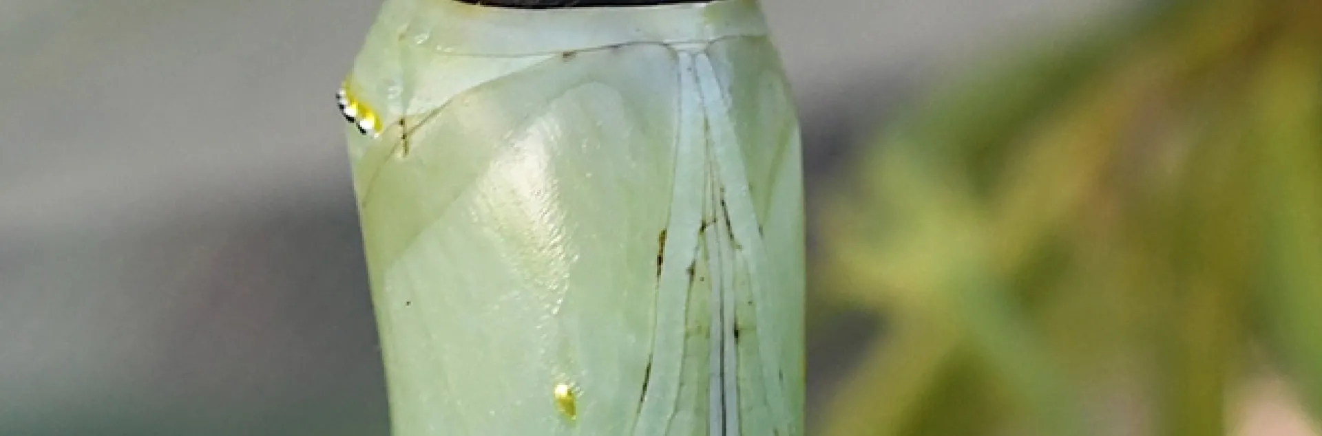 A monarch chrysalis that didn't make it. This image was taken Sept. 15. Said Art Shapiro of UC Davis: "The intersegmental membranes are showing. Whatever caused that, it opens the door to severe water loss, so the pupa will probably die." (Photo by Kathy Keatley Garvey)