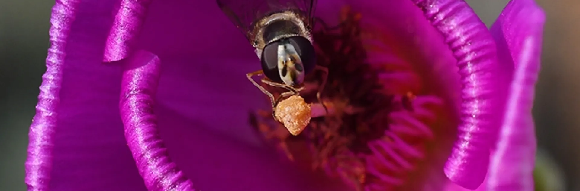 A syrphid fly, tucked in the folds of a rock purslane, Calandrinia grandiflora, sips nectar. (Photo by Kathy Keatley Garvey)