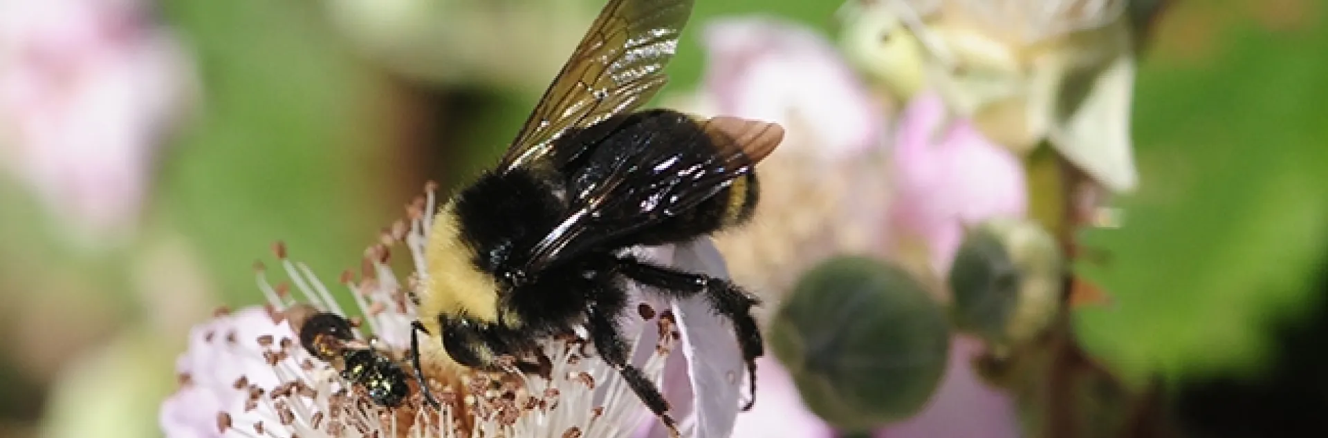 A bumble bee, Bombus vosnesenskii, nectaring on a blackberry blossom in Berkeley. (Photo by Kathy Keatley Garvey)