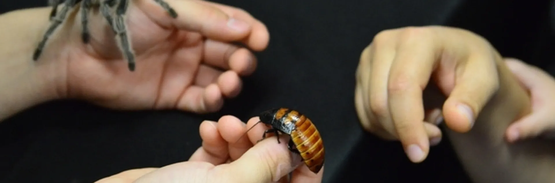 A tarantula and a Madagascar hissing cockroach are favorites at the Bohart Museum of Entomology's live "petting zoo." (Photo by Kathy Keatley Garvey)
