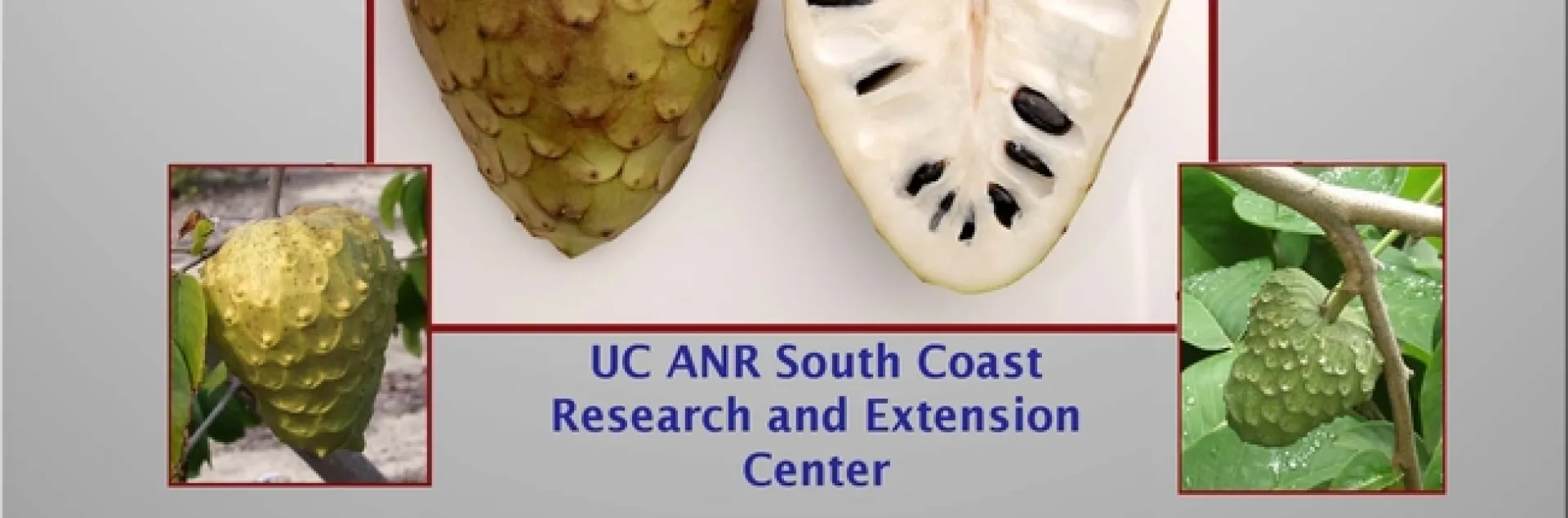 2019 Cherimoya Tasting