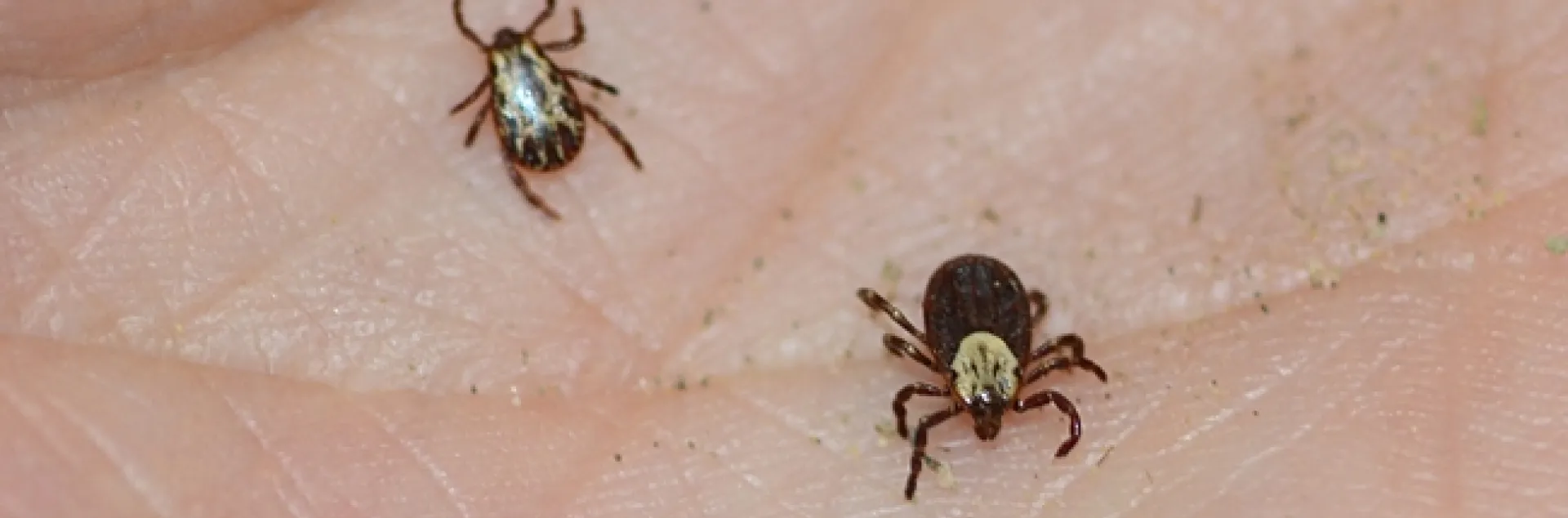 Two Dermacentor occidentalis (Pacific Coast ticks) "collected" during a Sonoma outing: male on the left and female on right, as identified by Lynn Kimsey, director of the Bohart Museum of Entomology. They are about the size of a sesame seed. (Photo by Kathy Keatley Garvey)