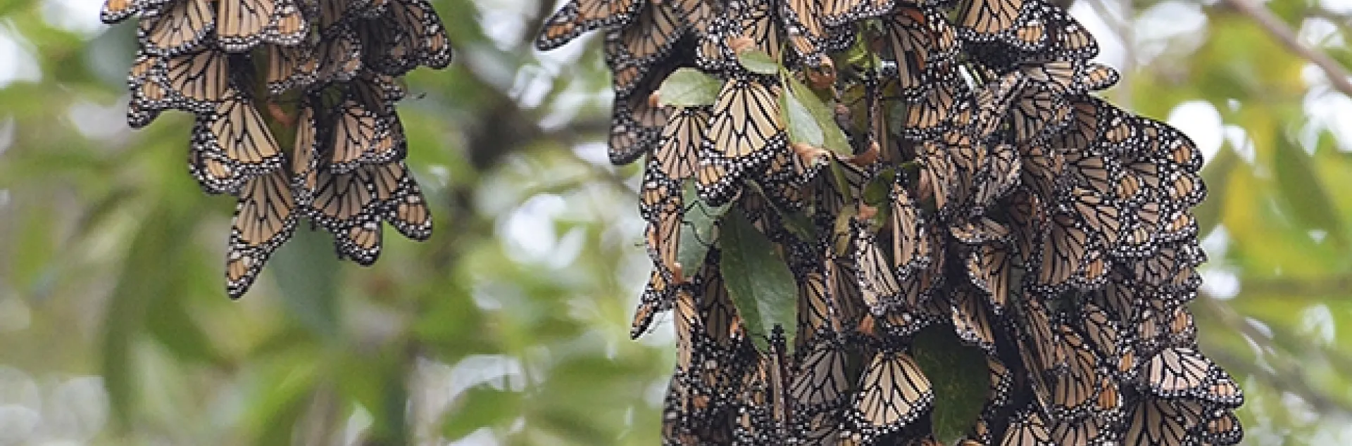 Overwintering monarchs in the Berkeley Aquatic Park on Nov. 26, 2015. (Photo by Kathy Keatley Garvey)
