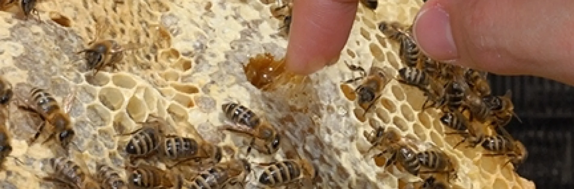 Una probadita de miel: metiendo los dedos en un panal. (Fotografía de Kathy Keatley Garvey)