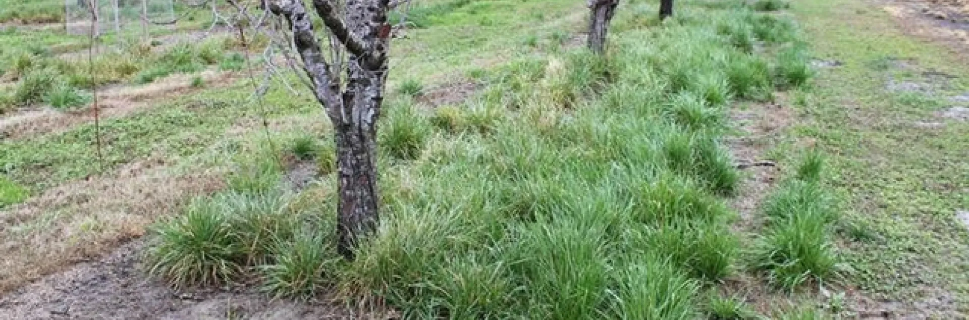 italaian ryefrass resistance