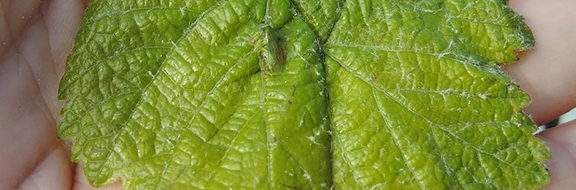 The three-cornered alfalfa hopper, Spissistilus festinus. (Photo by Kathy Keatley Garvey)