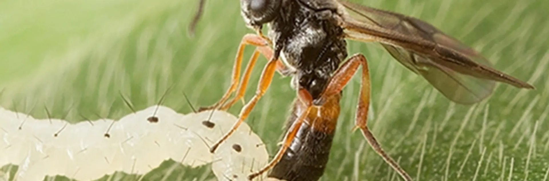 A parasitic wasp, Microplitis demolitor, laying an egg (ovipositing) in larva of soybean looper moth. (Photo by Jena Johnson of the Michael Strand lab, University of Georgia)