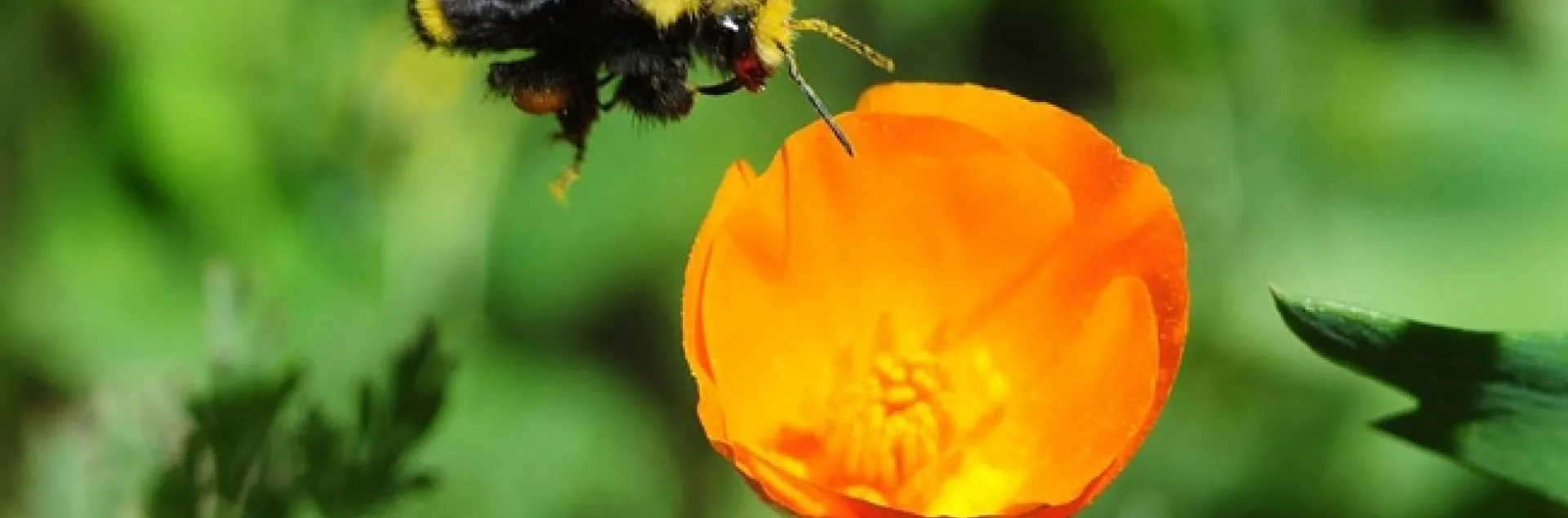 A yellow-faced bumble bee, Bombus vosnesenkii, heading toward a California golden poppy. (Photo by Kathy Keatley Garvey)