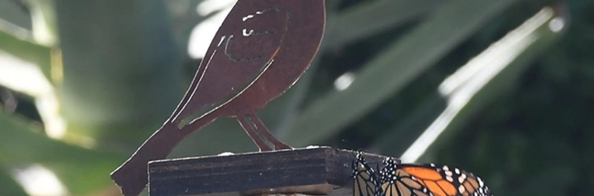 Near the presence of a metal bird sculpture, two monarchs meet Sept. 29 in Vacaville, Calif. (Photo by Kathy Keatley Garvey)
