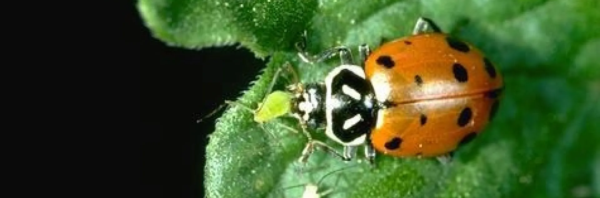 Lady beetle eating an aphid. (Credit: Jack Kelly Clark)