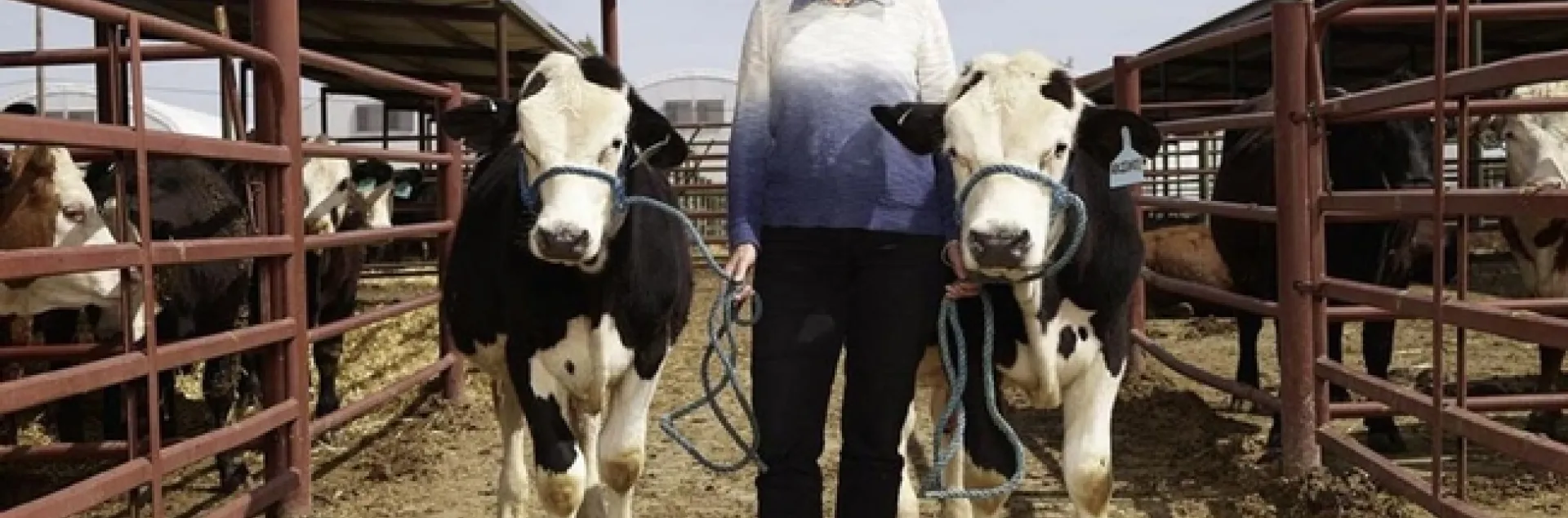 Alison Van Eenennaam with hornless cattle. (Photo: Aleksandra Domanovic and Spencer Lowell)