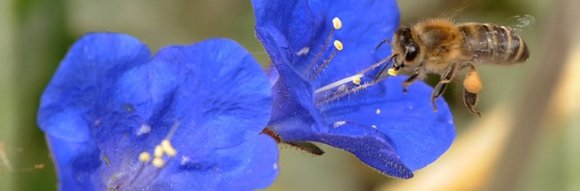 Phacelia campanularia was one of the 43 plants tested in the UC Davis research garden. Here a honey bee sips nectar from a blossom. (Photo by Kathy Keatley Garvey)