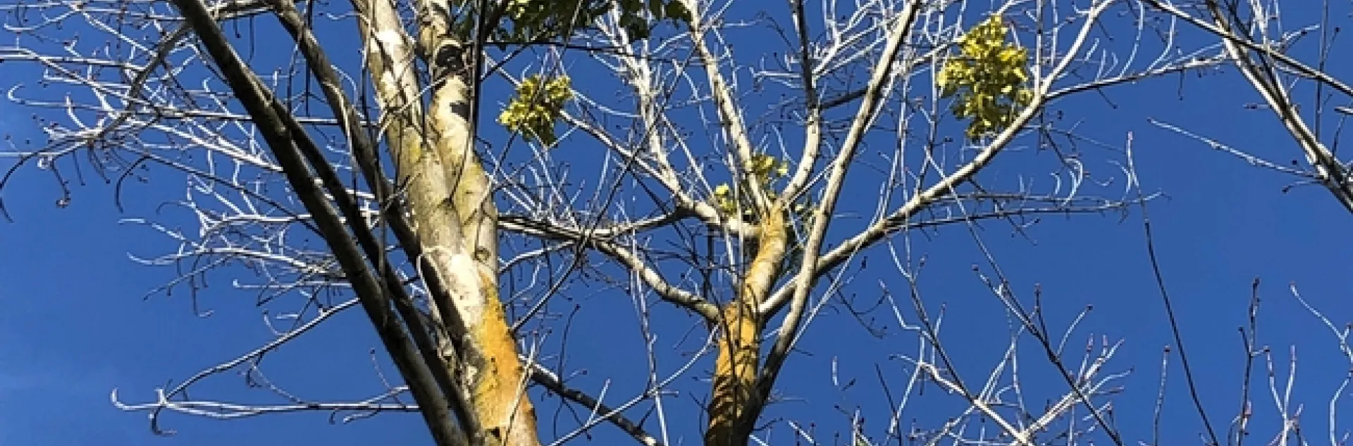 Mistletoe