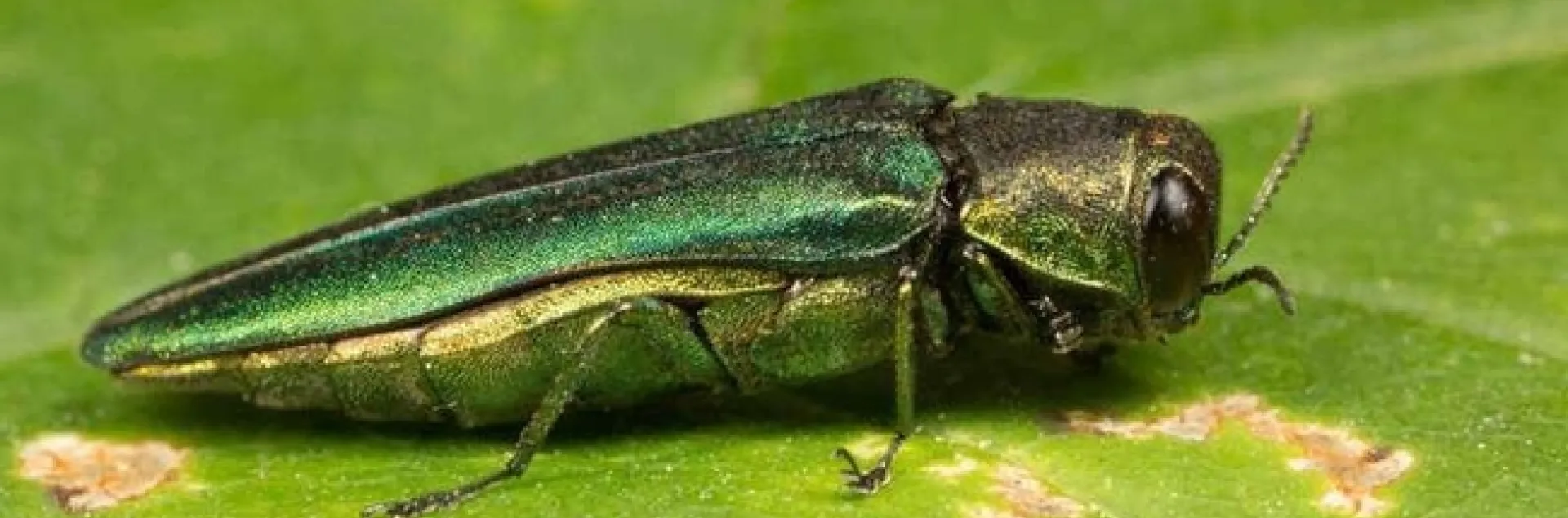 Emerald ash borer