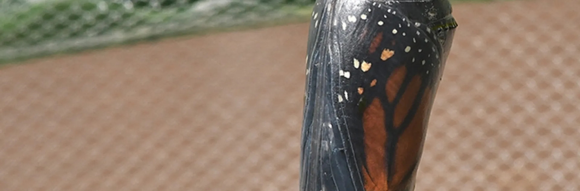 A monarch chrysalis hangs like an ornament. (Photo by Kathy Keatley Garvey)