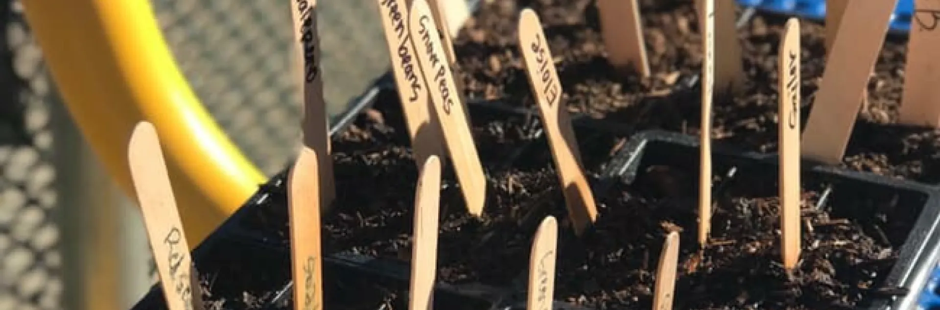 planting