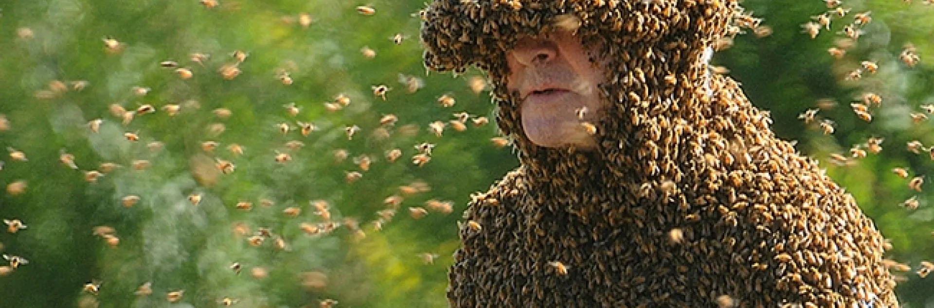 'Bee Man" Norm Gary is covered with bees. (Photo by Kathy Keatley Garvey)