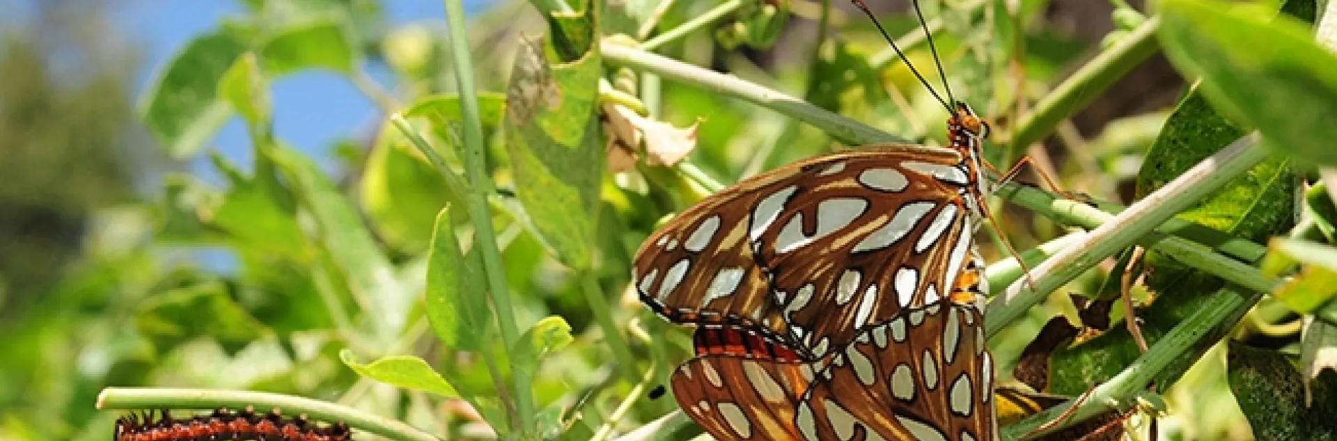 UC Davis distinguished professor Bruce Hammock's noted research on chronic pain all began at UC Berkeley when he wondered how caterpillars turn into butterflies. In this photo: two Gulf Fritillary butterfly mating, while a caterpillar munches passionflower leaves in the background. (Photo by Kathy Keatley Garvey)