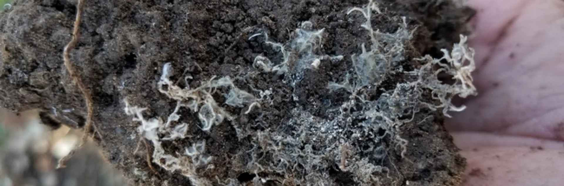 mycorrhizal inoculation