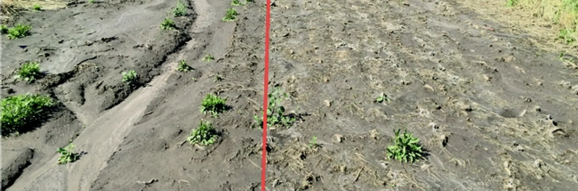 Erosion comparison, control on the left, cover crop on the right.