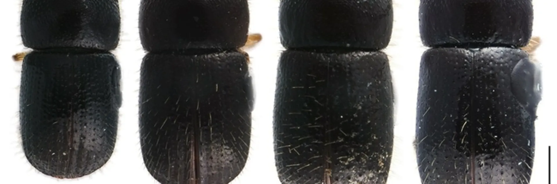 four-species-of-Euwallacea