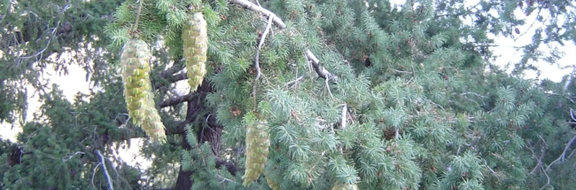 Bigcone Douglas-fir occurs from the San Rafael Mountains in central Santa Barbara County and the Tehachapi Mountains of southwestern Kern County, south through the Transverse Ranges, to the Cuyamaca Mountains in San Diego County. (Photo: Wikimedia Commons)