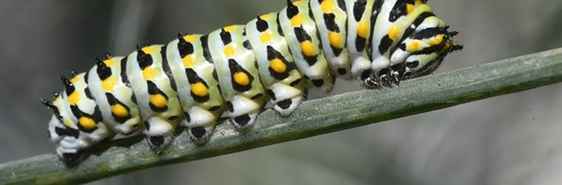 An anise swallowtail caterpillar, Papilio zelicaon. UC Davis distinguished professor Bruce Hammock's research on metamorphosis has led to human-focused research. (Photo by Kathy Keatley Garvey)