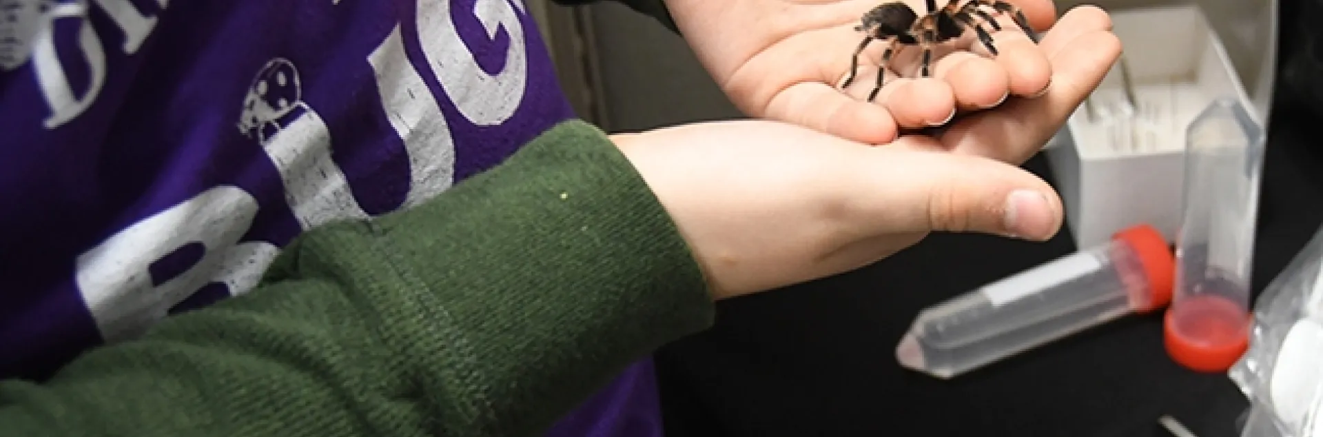 Mexican redknee tarantula, the new project of 9-year-old Delsin Russell of Vacaville. Santa delivered the much-wanted gift on Christmas Eve. (Photo by Kathy Keatley Garvey)