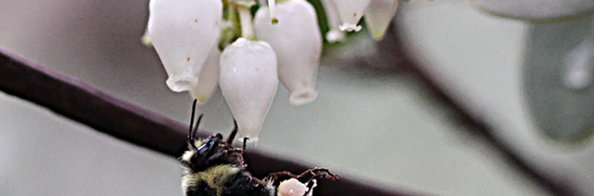 Check out the pollen on this black-tailed bumble bee, Bombus melanopygus, nectaring on manzanita, as photographed by Kim Chacon, UC Davis doctoral candidate on Jan. 10.