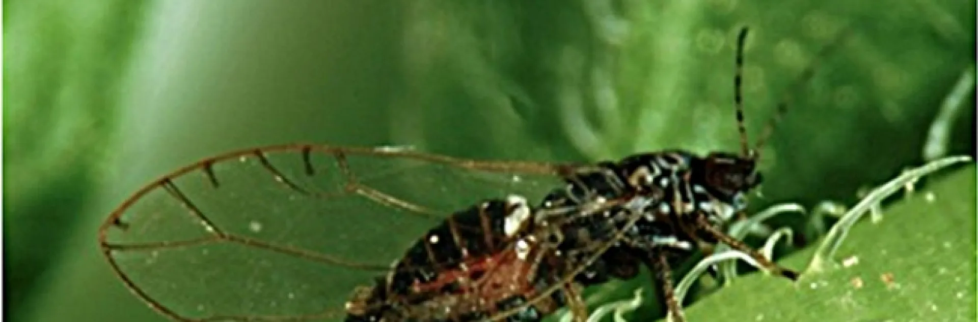 The potato psyllid, a pest of potatoes, transmits a bacteria that causes zebra chip disease. (Photo by Don Henne)